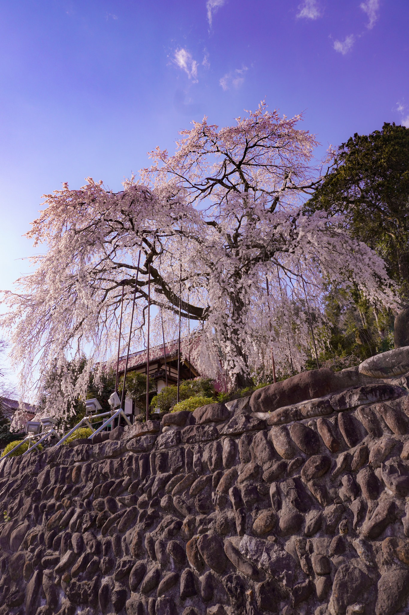 Saihoji Weeping Cherry Blossom Tree