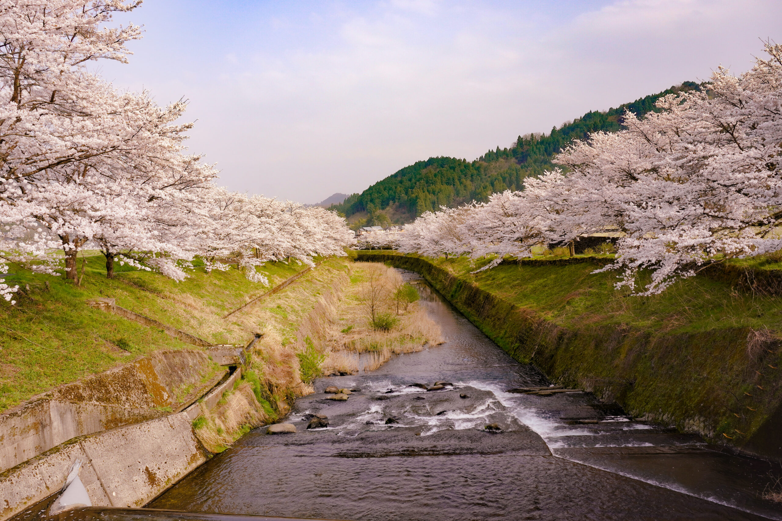 Osa River Cherry Blossom Trees