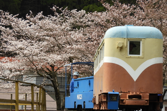 🌸 Springtime Sakura Tour 🌸