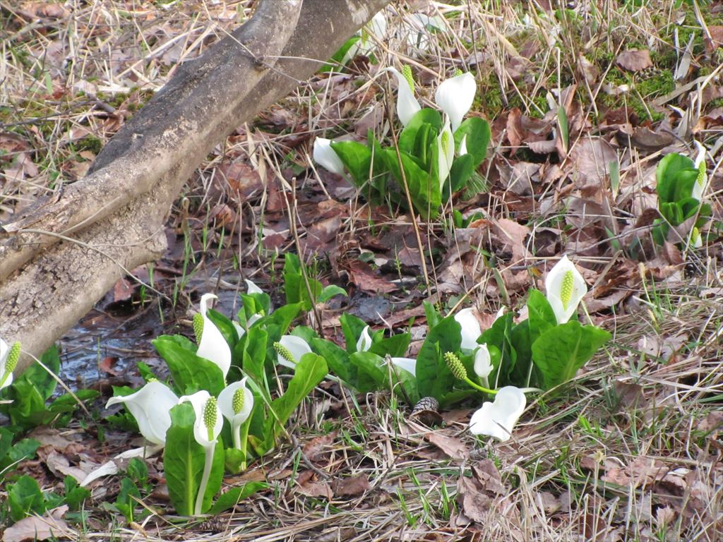 Blooming Japanese Swamp Lanterns of Mizubasho Park - Official Yabu ...